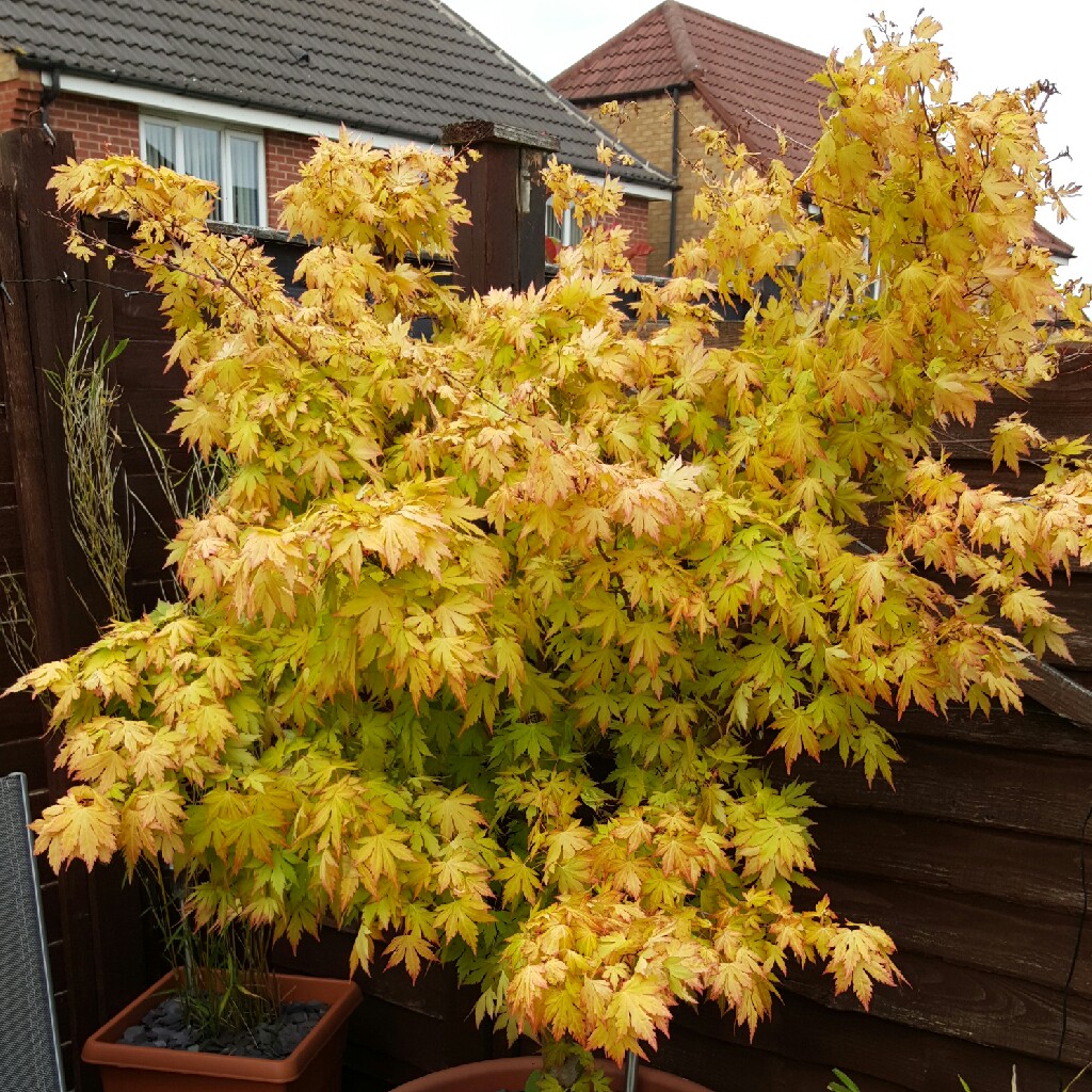 Japanese Maple