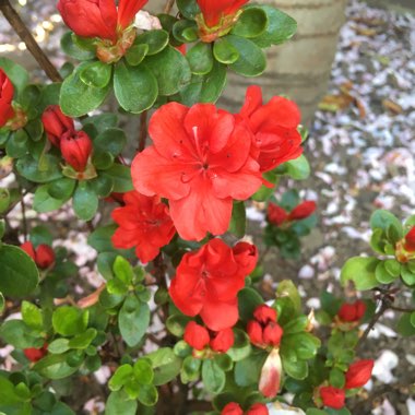 Azalea 'Kermesina'