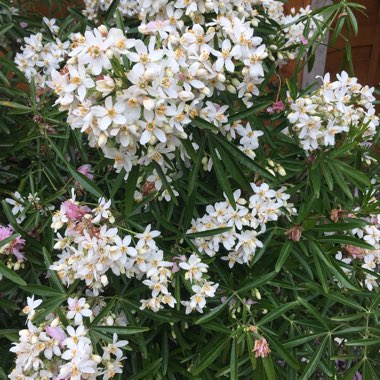 Mexican Orange Blossom 'Aztec Pearl'