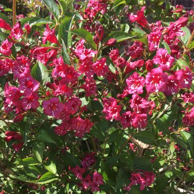 Weigela