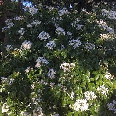 Mexican Orange Blossom