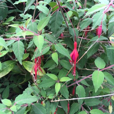 Fuchsia 'Riccartonii'