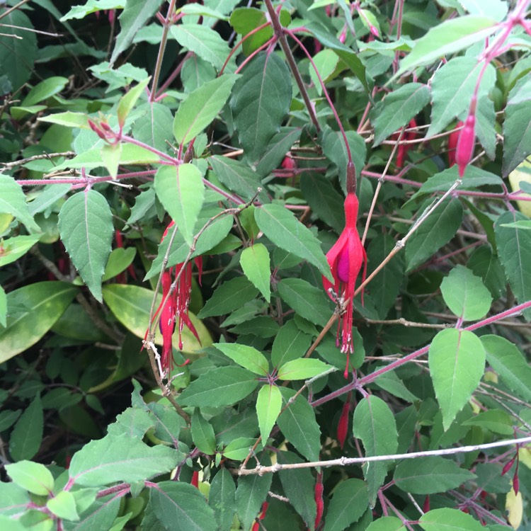 Plant image Fuchsia 'Riccartonii'