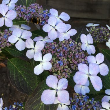 Hydrangea