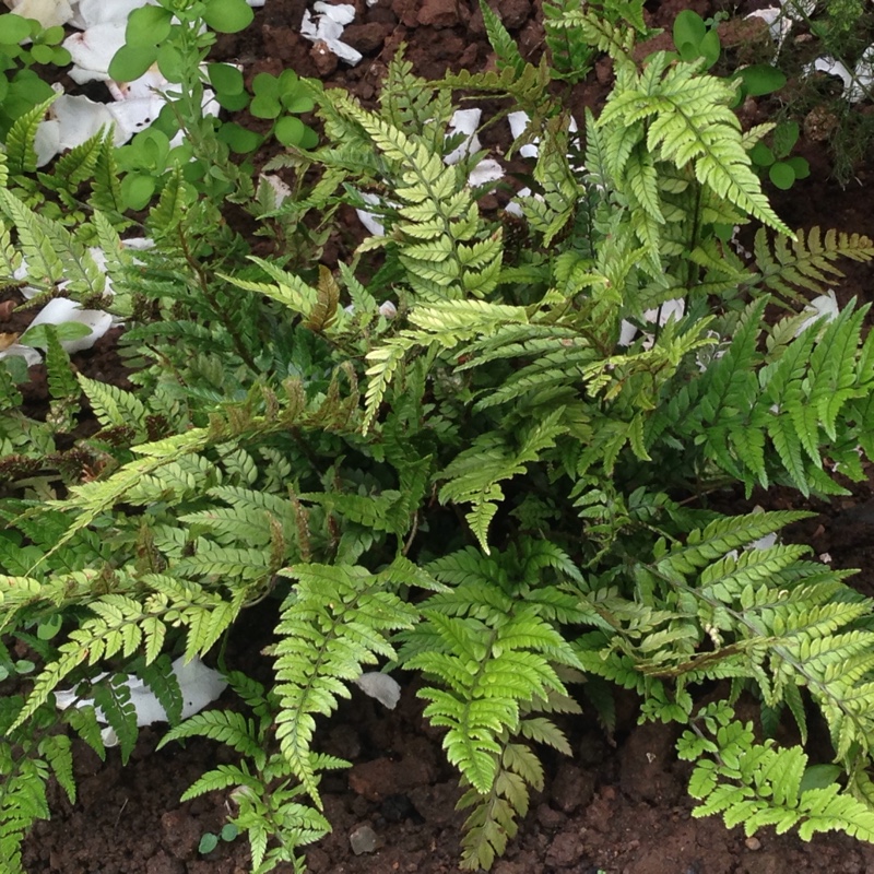 Plant image Polystichum Tsussimense syn. Aspidium tsussimense