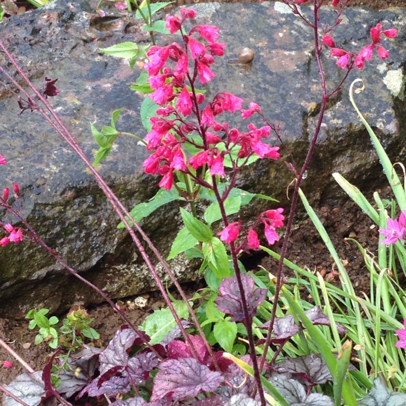 Plant image Heuchera 'Morello'