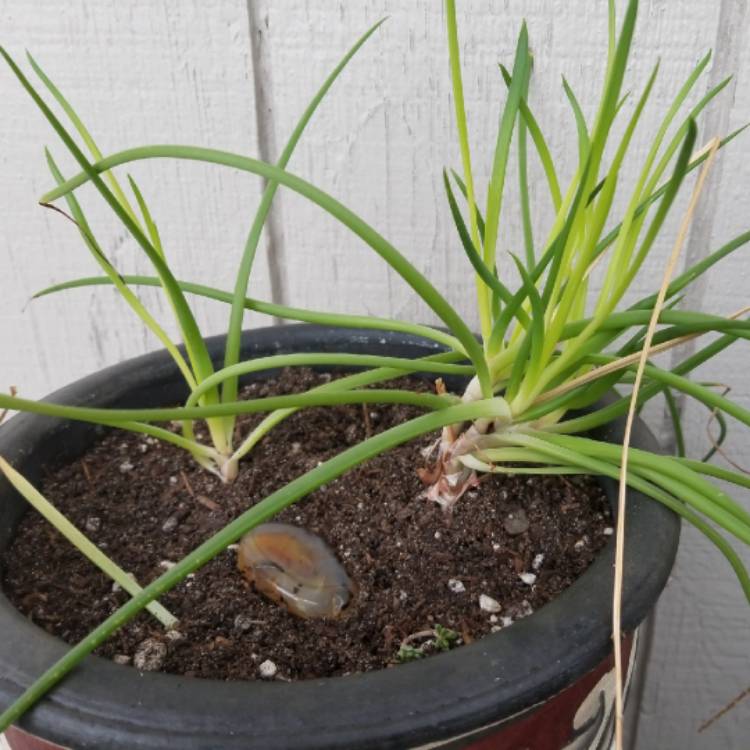 Plant image Bulbine frutescens