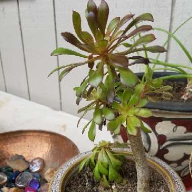 Aeonium Arboreum Zwartkop