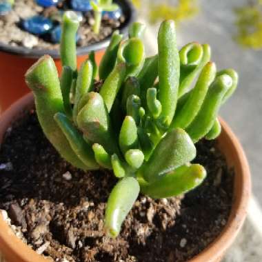 Crassula ovata 'Gollum'