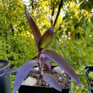 Tradescantia pallida 'Purpurea' syn. Tradescantia pallida 'Purple Heart'