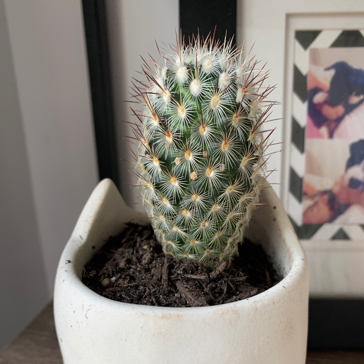 Plant image Mammillaria microhelia syn. Mammillaria droegeana, Mammillaria microheliopsis