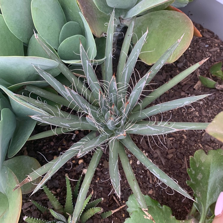 Plant image Agave Filifera