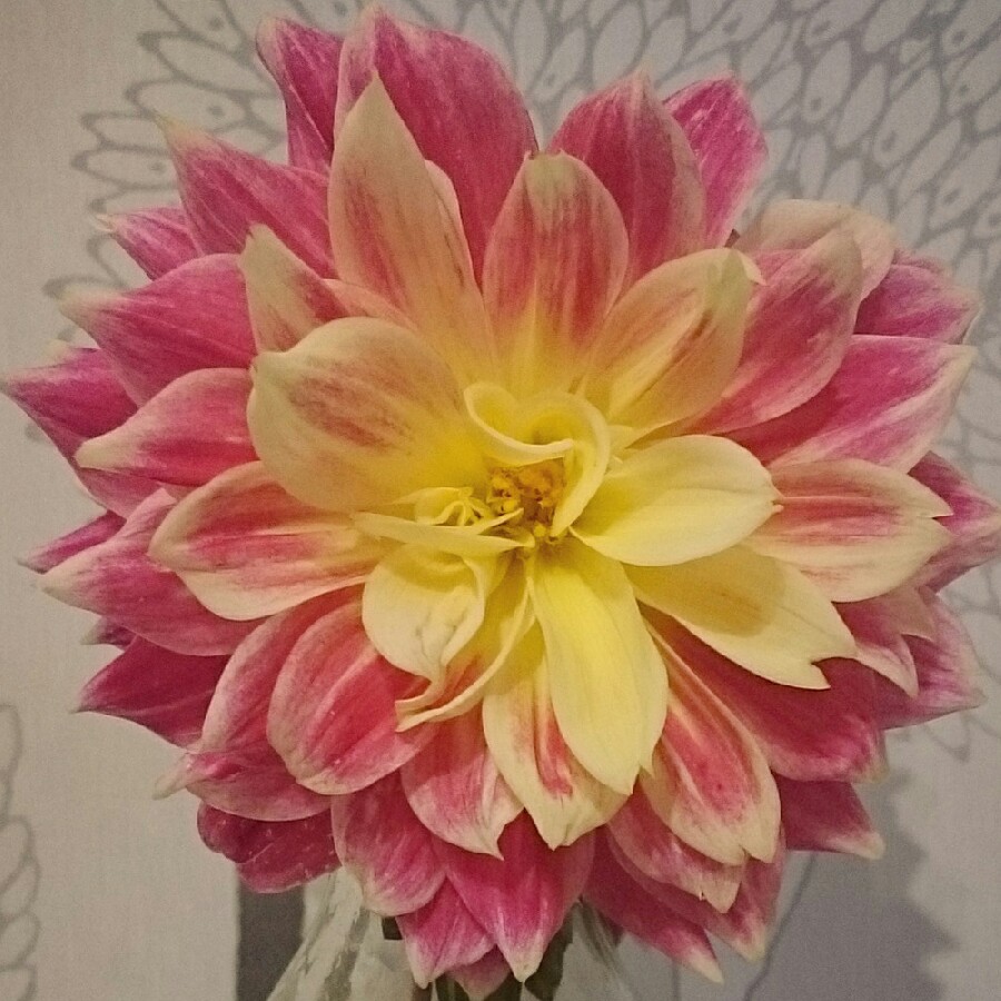 Dahlia