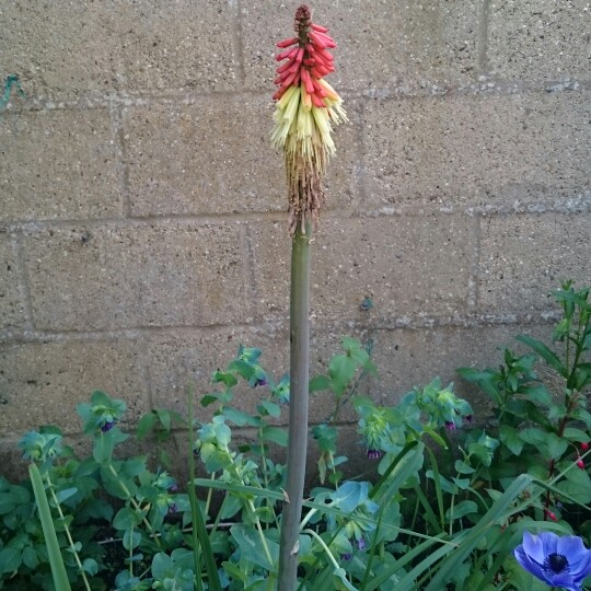 Red Hot Poker 'Nobilis'