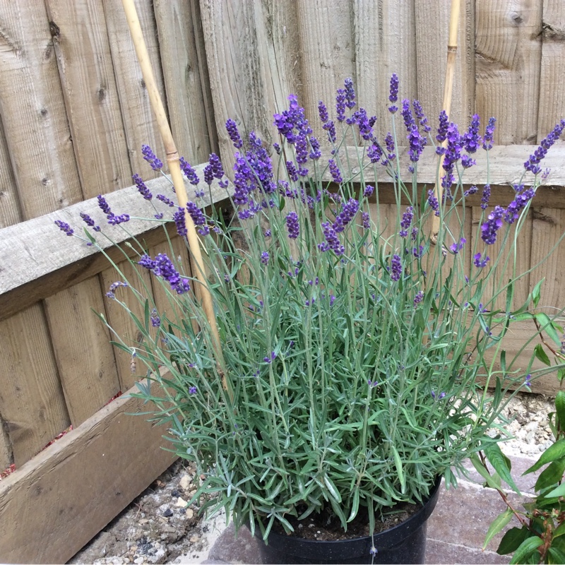 Lavender 'Hidcote'