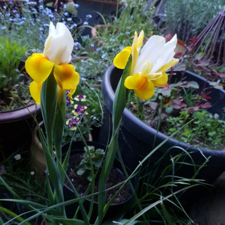 Plant image Iris x hollandica 'Apollo'