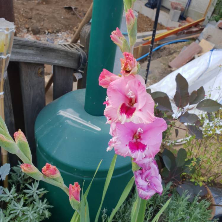 Plant image Gladiolus 'Michelle'