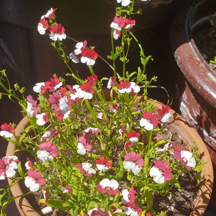 Plant image Nemesia 'Danish Flag'