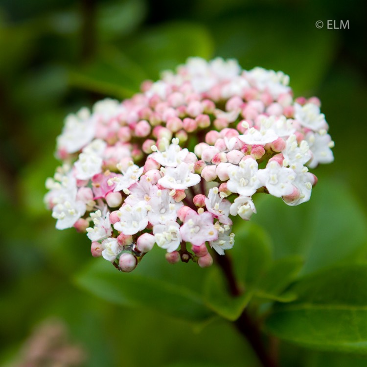 Plant image Viburnum tinus 'Gwenllian'