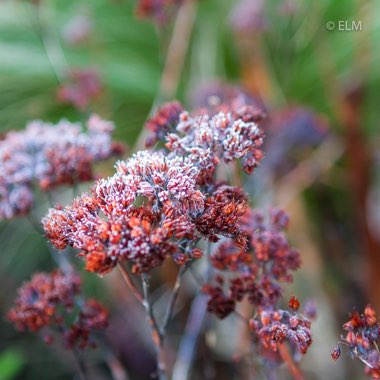 Sedum