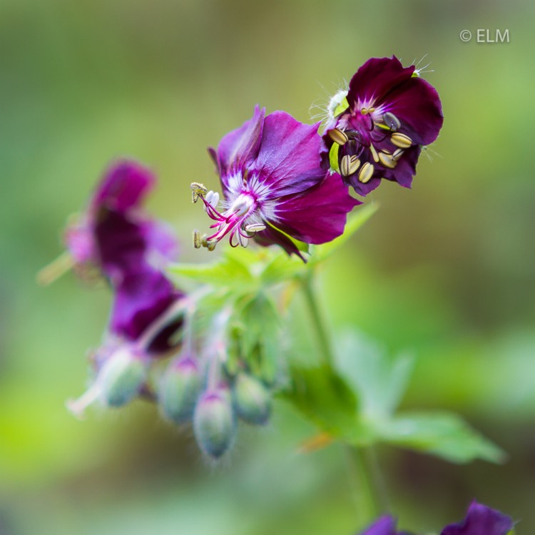 Plant image Geranium phaeum