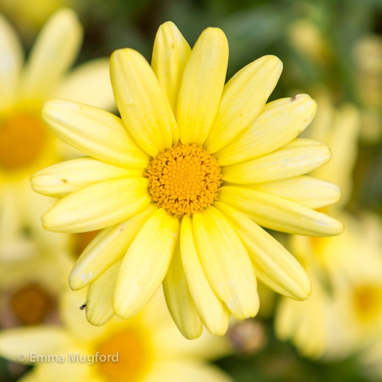 Plant image Argyranthemum frutescens 'Argyelsin'