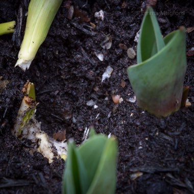 Tulipa