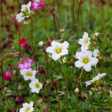 Saxifraga