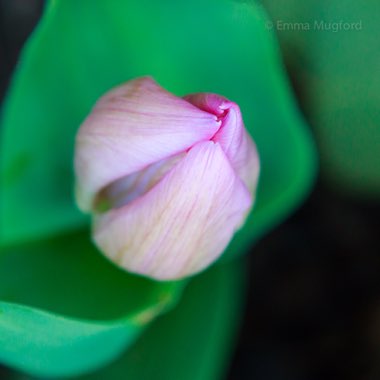 Tulipa