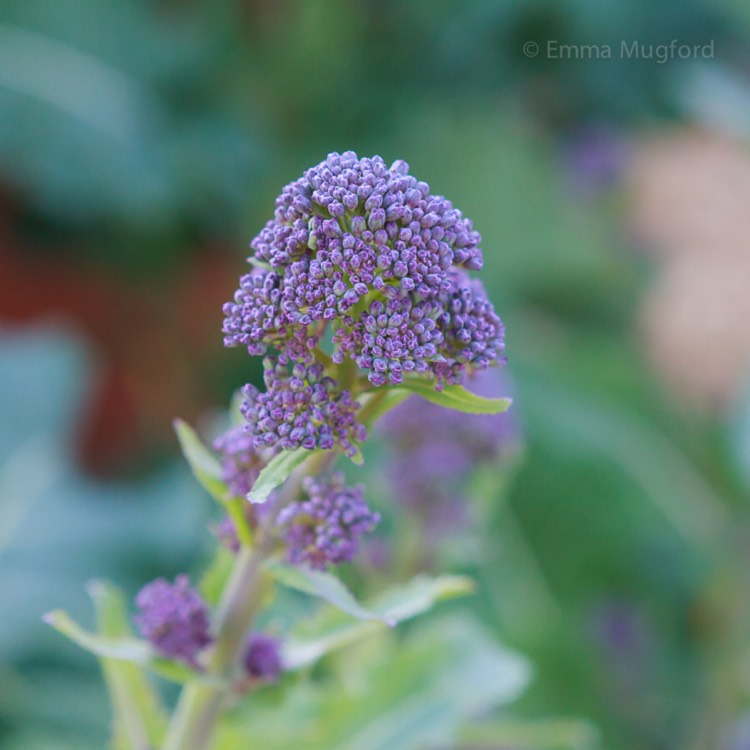 Plant image Brassica oleracea (Italica Group) 'Purple Sprouting'