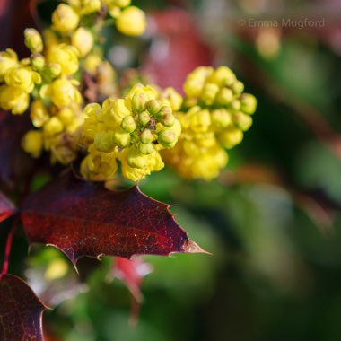 Mahonia