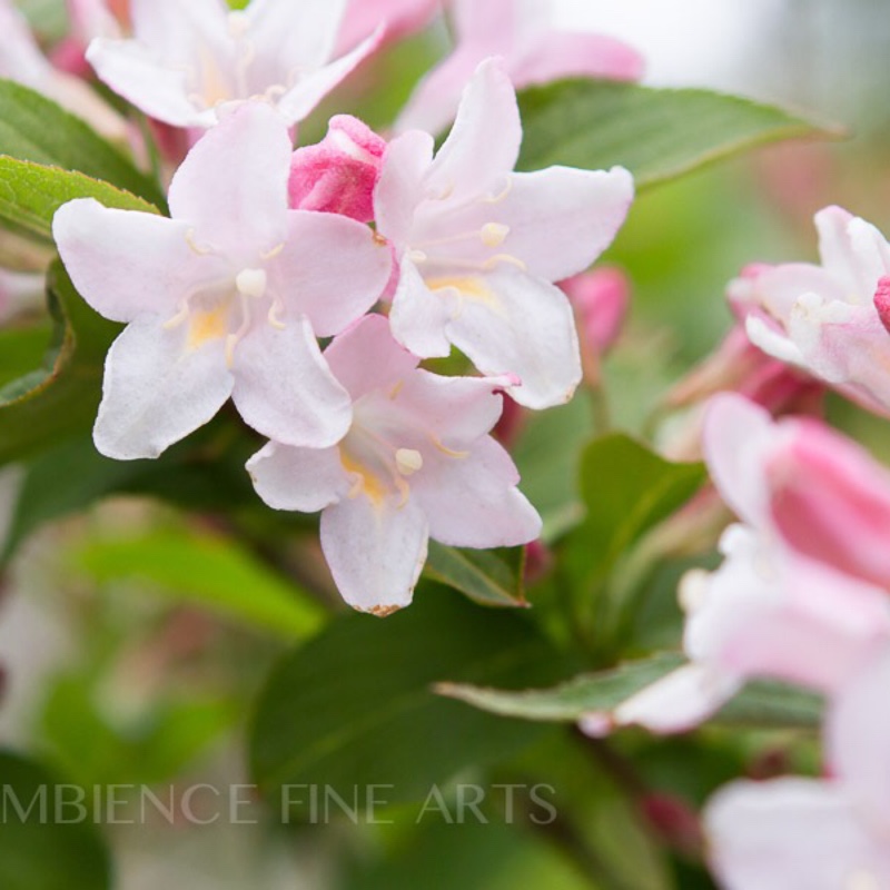 Plant image Weigela florida var. venusta