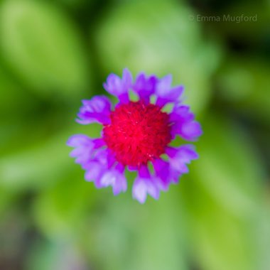 Primula vialii