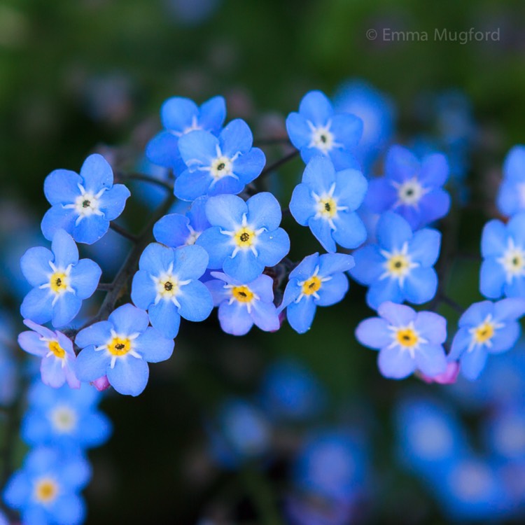 Plant image Myosotis arvensis