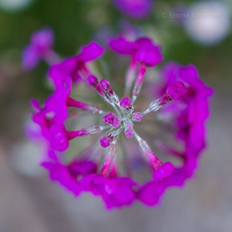 Plant image Primula beesiana