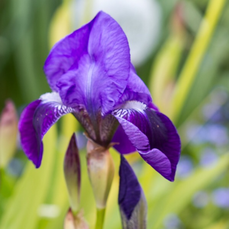 Iris x germanica