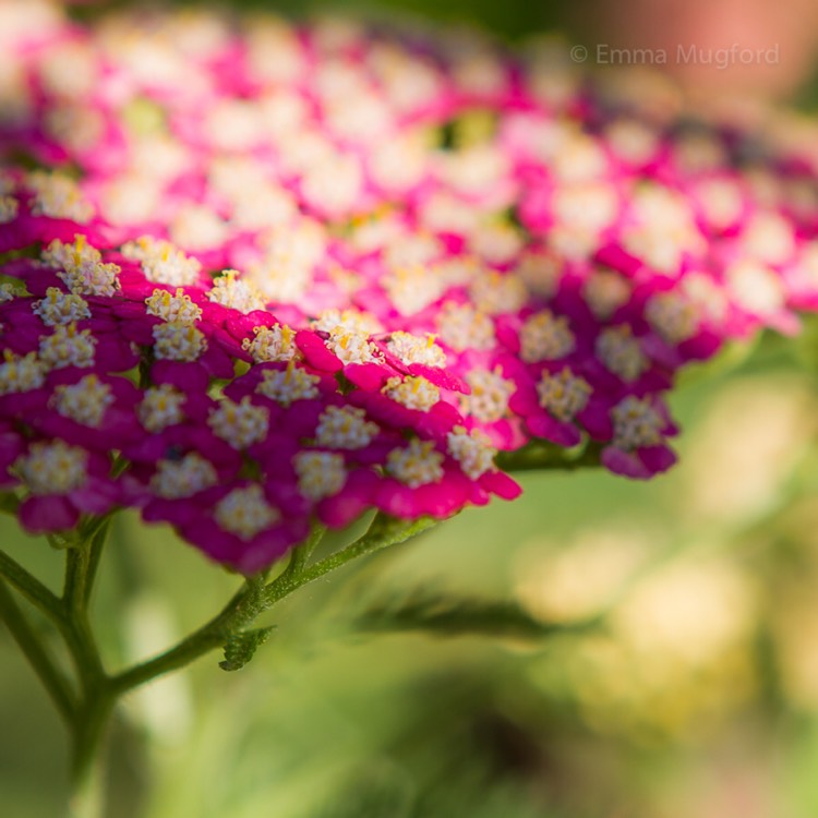 Plant image Achillea