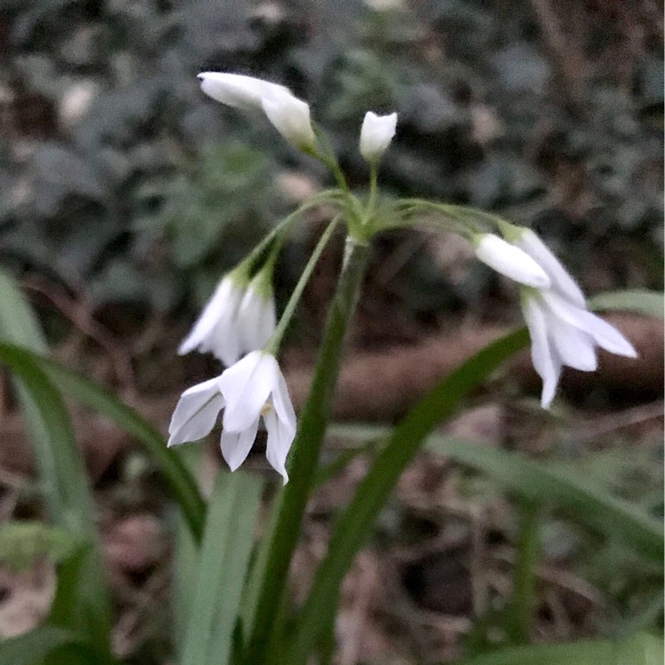 Plant image Allium triquetrum