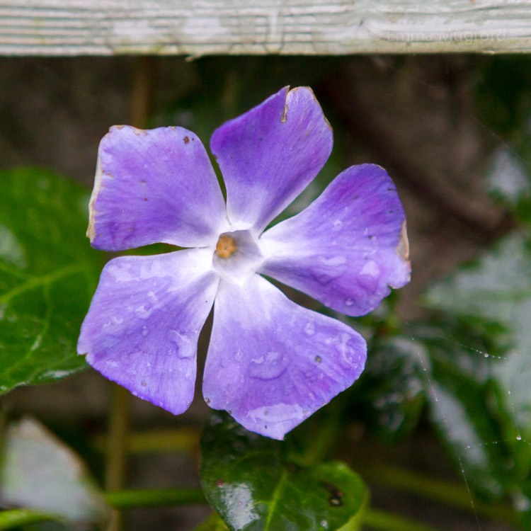 Plant image Vinca major