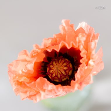 Papaver