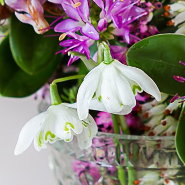 Galanthus nivalis f. pleniflorus 'Flore Pleno'