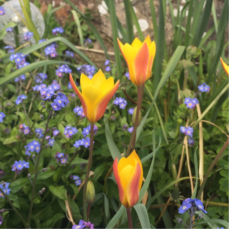 Plant image Tulipa clusiana var. chrysantha