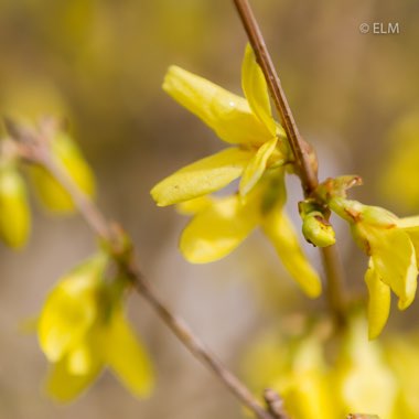 Forsythia x intermedia