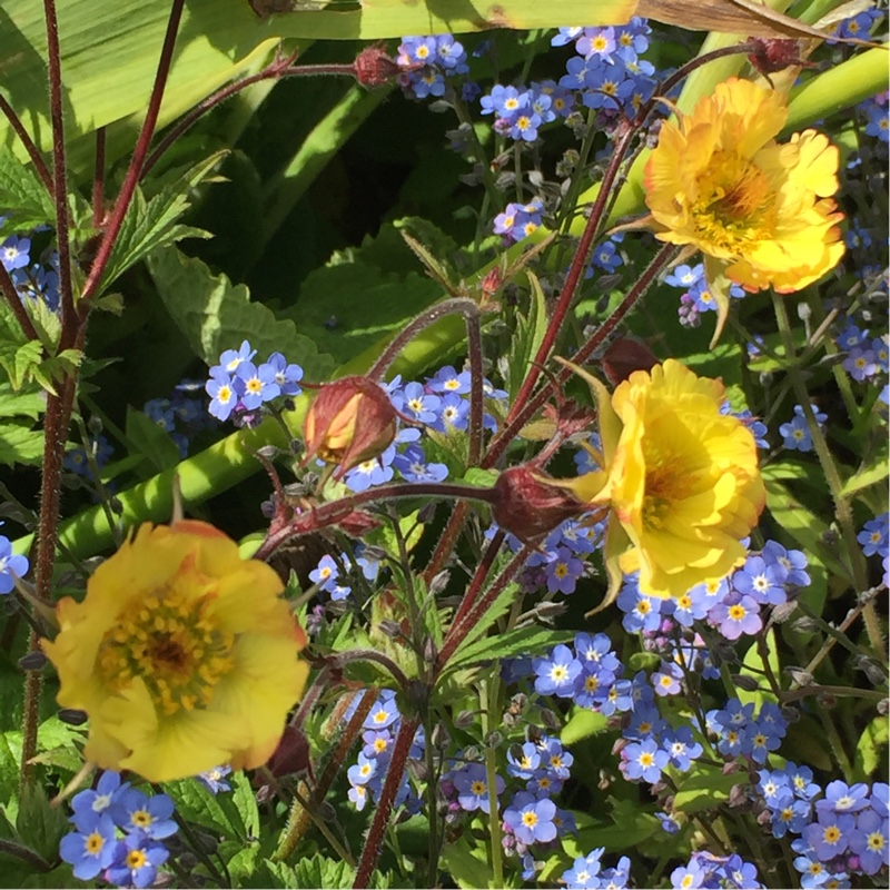 Plant image Geum 'Tequila Sunrise'