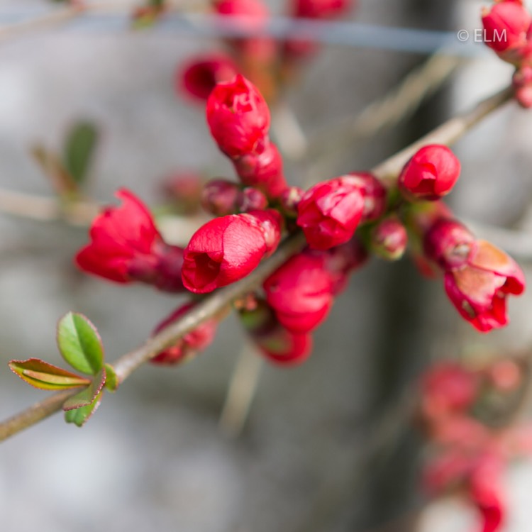 Plant image Chaenomeles