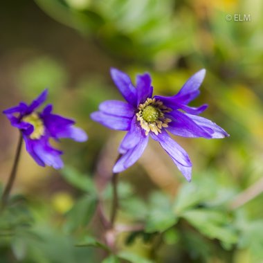 Anemonoides blanda syn. Anemone blanda