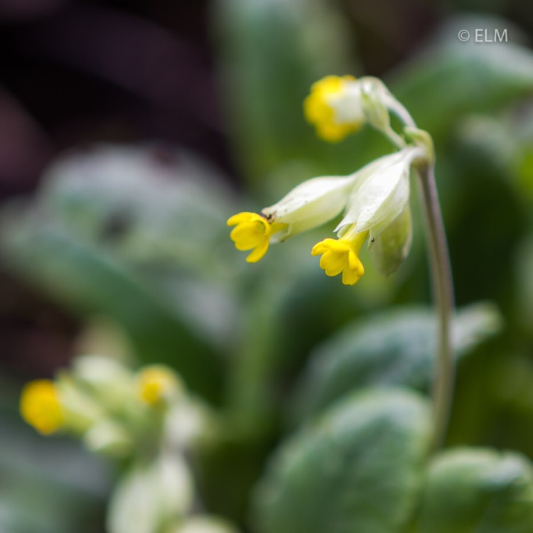 Plant image Primula veris 'Veristar Yellow'