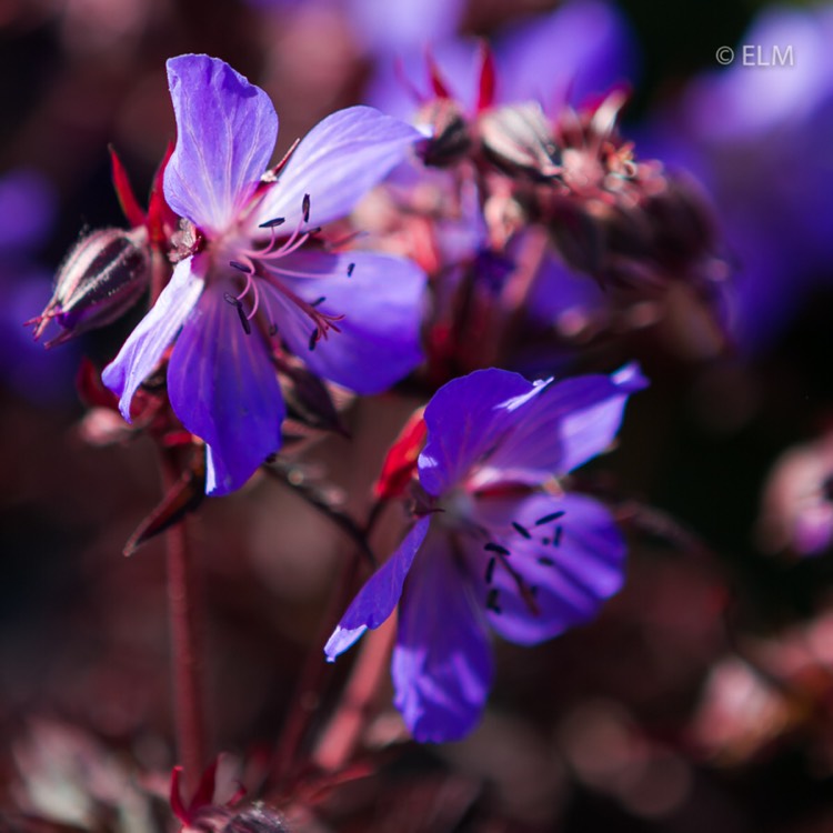 Plant image Geranium pratense (Victor Reiter Group) 'Midnight Reiter' syn. Geranium pratense 'Dark Reiter'