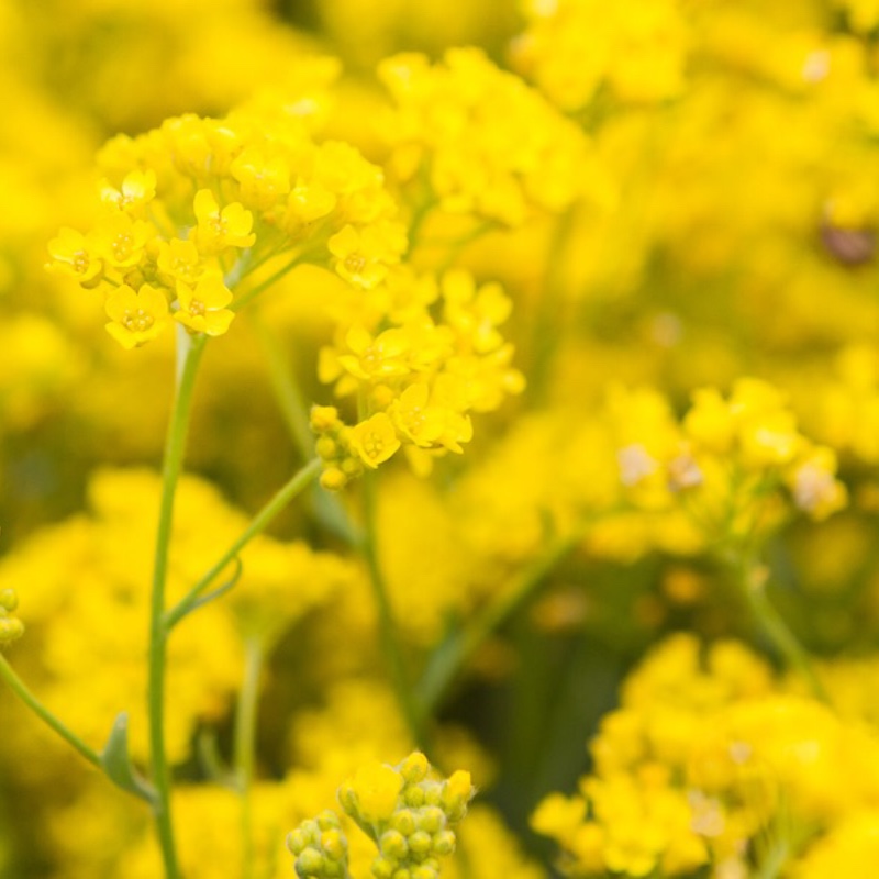 Plant image Aurinia saxatilis  syn. Alyssum saxatile