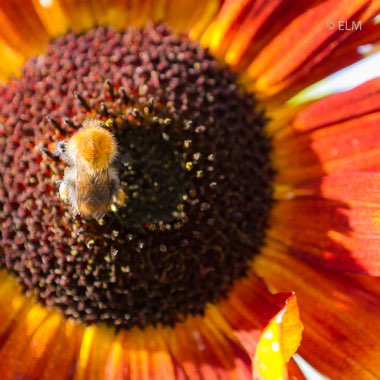 Helianthus annuus 'Velvet Queen'